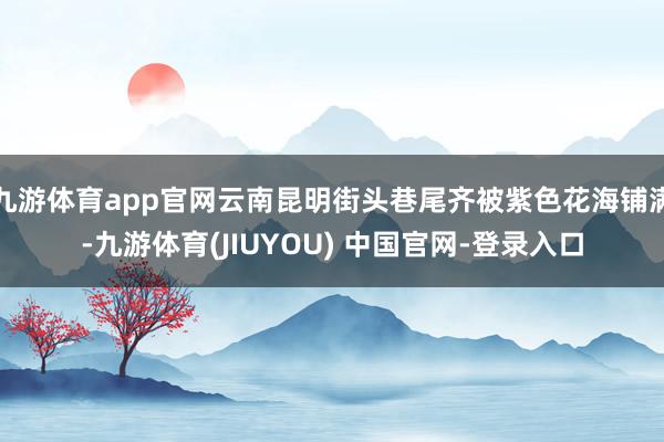 九游体育app官网云南昆明街头巷尾齐被紫色花海铺满-九游体育(JIUYOU) 中国官网-登录入口
